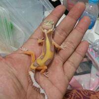 9788new-ask-about-leopard-gecko9788