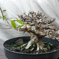 bonsai-kaskus-reborn--forum-sharing--diskusi-seputar-seni-bonsai-indonesia