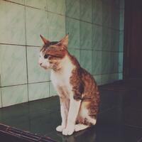 kucing-lokal-domestik-kampung---part-1