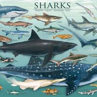 save-our-sharks--rcti-propaganda-makan-hiu