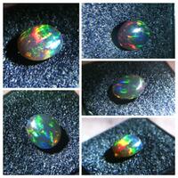 bob-black-opal-banten-atau-kalimaya-nyok-bobers