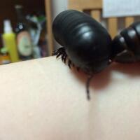 mana-yang-lebih-imut-cewenya-atau-binatang-peliharaannya