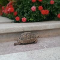 93787769378776937-all-about-tortoise-93787769378776937---part-3