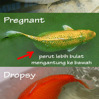 pecinta-ikan-komet-masuk-sini---part-1