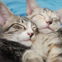 for-adopt-kitten-lokal-4-bulanan-2-ekor-gratis