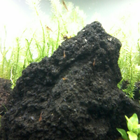 aquascape-for-everyone-learning-and-sharing---part-2