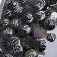 cara-budidaya-ikan-nila-yang-baik