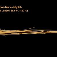 lion-s-mane-jellyfish---hewan-laut-terpanjang-pict