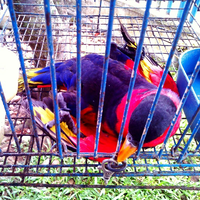 sharing-burung-paruh-bengkok-ii