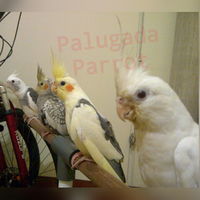 8776877698299829-penggemar-cockatiel---falck---parkit-australi-9829982987768776