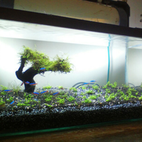 aquascape-for-everyone-learning-and-sharing---part-2