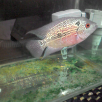 cichlidae-african-american-etc