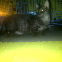 pecinta-kucing-muchkin-kucing-kate-kumpul-disini