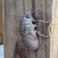 melihat-dari-dekat-proses-metamorphosis-cicadas---keajaiban-kehidupan-di-alam