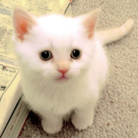 hati-hati-memelihara-kucing-mata-anda-bisa-buta
