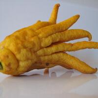 buah-jeruk-berbentuk-jari-manusia-hebohkan-warga-kendal