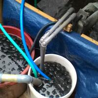 cara-budidaya-ikan-nila-yang-baik