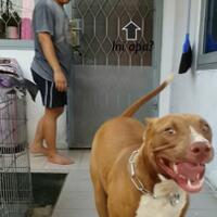 the-american-pitbull-lover039s---part-5