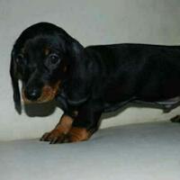 dachshund-lovers----part-2