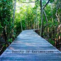 karimunjawa-jelajah-hutan-mangrove