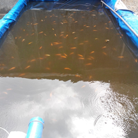 cara-budidaya-ikan-nila-yang-baik