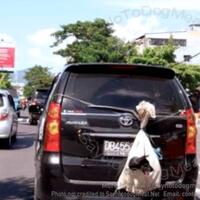 mengintip-sadisnya-festival-yulin