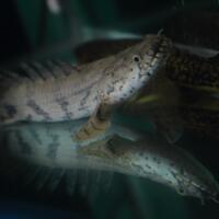 polypterus-aka-palmas-lounge-part-ii-ask-sharing--post-your-bichir-here---part-1