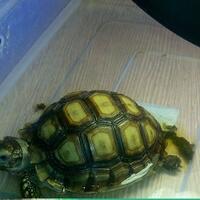 93787769378776937-all-about-tortoise-93787769378776937---part-3