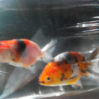 maskoki-ngomongin-semuanya-ttg-maskoki-yuk---part-4