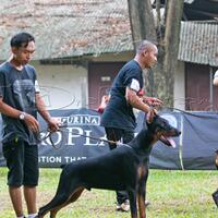 dobermann-lovers