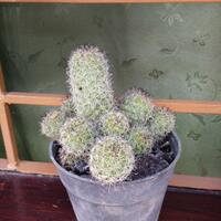 new-cactus-lover