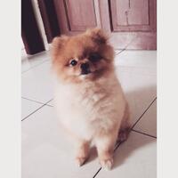 pomeranian-lovers---part-3