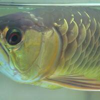 arowana--new-thread----part-1