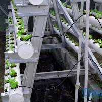 new-all-about-hidroponik