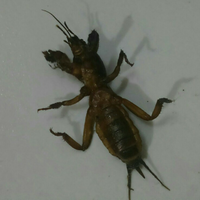 ada-yg-tau-gk-gan-binatang-apa-nianeh-deh