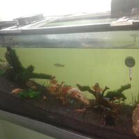 aquascape-for-everyone-learning-and-sharing---part-2