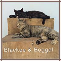 share-suka-duka-memelihara-kucing-kampung