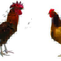 ayam-apa-telur-yg-duluan-ada-cekidot-gan