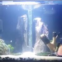 aquascape-for-everyone-learning-and-sharing---part-2