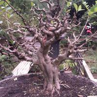 bonsai-kaskus-reborn--forum-sharing--diskusi-seputar-seni-bonsai-indonesia