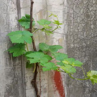 kampung-anggur----part-3