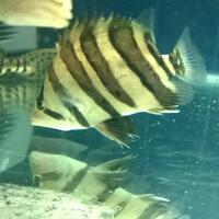 datnoids-aka-tiger-fish