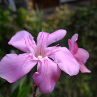 official-lounge-asus-zenfone-2--a-marvel-of-beauty-and-power