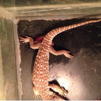 savannah-monitor-lovers-new-home