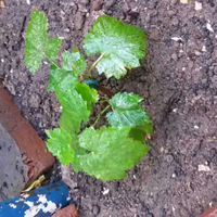 kampung-anggur----part-3