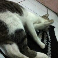 filosofi-tentang-kehidupan-kucing-yang-bisa-kita-ambil-sebagai-pedoman-hidup