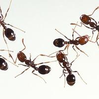 14-cara-alami-untuk-mengusir-semut