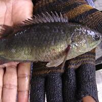 pics--info-freshwater-fish-species-profiles