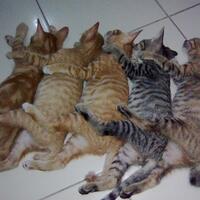 12-ras-kucing-termahal-di-dunia