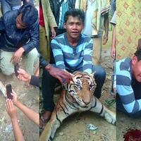 dicari-pembunuh-harimau-sumatera